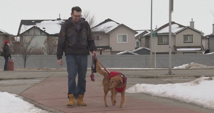 Calgary man wants people to learn service dog rights after issues with transit passengers - Calgary