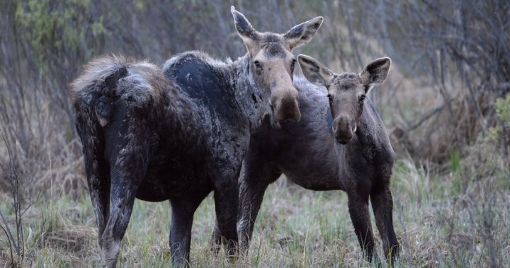 Alberta government’s special hunting licences yield $356K at Utah auction 