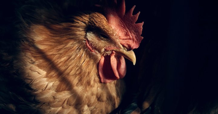 H5N5 bird flu reported on backyard farm in Newfoundland and Labrador